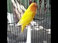 Download Lagu Lovebird durasi 1menit up