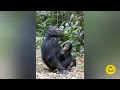 Download Lagu Chimpansee