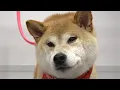 Download Lagu Performing an exorcism or bathing a Shiba Inu?