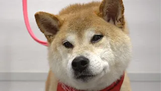 Performing an exorcism or bathing a Shiba Inu