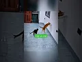 Download Lagu Cat vs 🐈‍⬛ #hemanta_yt #trendingshortsvideo2025