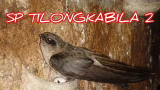 sp tilongkabila 2