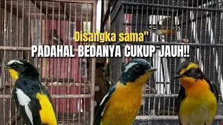 Download Cek fakta‼️perbedaan sikatan emas,mugimaki dan sikatan narsis secara gamblang‼️@KangarifPantau MP3