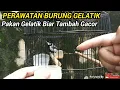 Lagu PERAWATAN BURUNG GELATIK DAN PAKAN GELATIK BATU BIAR GACOR