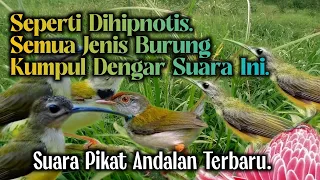 suara pikat burung prenjak lumut kombinasi suara pijantung ribut 