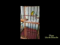 Download Lagu Pleci Horor isian Kuntilanak, Gacor ngikik