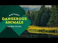 Five Dangerous Animals in the Northeast Beware