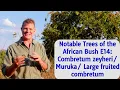 Download Lagu Notable Trees of the African Bush E14: Combretum Zeyheri/Muruka/Large Fruit Combretum