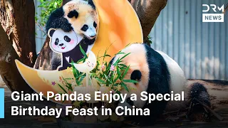 China s Giant Pandas Enjoy Special Birt ay Season Enrichment Event in Sichuan AO1N