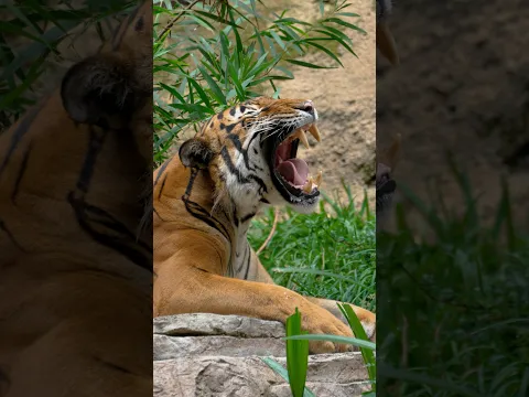 Tiger Slow-mo Roar 🐅