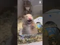 Download Lagu Hamsters 🐹 Are The Best Pets?