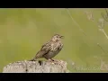Download Lagu Meadow Pipit (Anthus pratensis) / Wiesenpieper