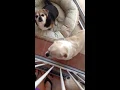 WARNING About - All About Cats Dogs Pet Resort in Ocala FL