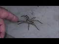 Try and Touch a 3 Wolf Spider See what happens