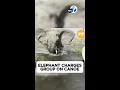 Download Lagu Olifant valt toeristen in kano aan en gooit de kano om
