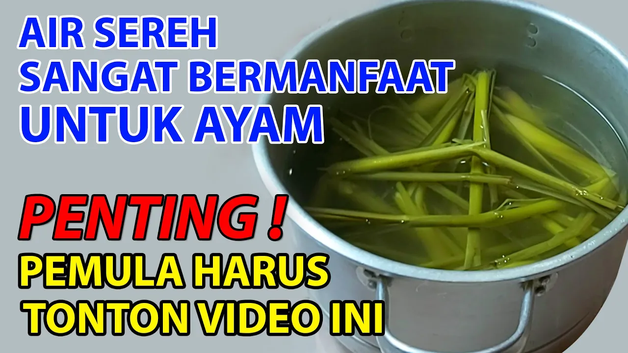 Makan Harian BERAS MERAH agar Badan Ayam Jago MENGENCANG. 