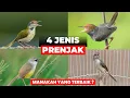 Download Lagu REKOMENDASI JENIS PRENJAK❗YANG COCOK UNTUK RUMAHAN❗
