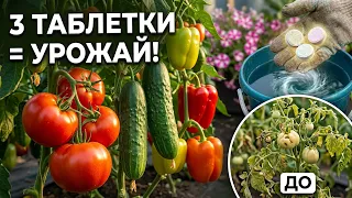 3 таблетки в августе и томаты, огурцы, перцы плодоносят на глазах, из чахлой в мощную