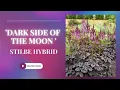 Dark Side of the Moon Astilbe Hybrid Astilbe Plant TinyLeaf