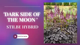 Dark Side of the Moon Astilbe Hybrid Astilbe Plant TinyLeaf