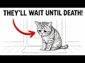 Your CAT Waits Their WHOLE LIFE For You to DO THIS Don t Ignore This