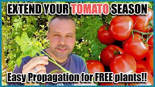 Download How to Easily Root Tomato Suckers to Get Unlimited Free Plants MP3