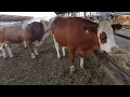 Bulls Cows Best Farming - New Bulls Meet Cows First Time