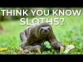 How to SPOT a SLOTH in Costa Rica Adventure Biology Guide