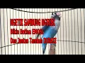 Download Lagu TERAPI LOVEBIRD NGETIK SAMBUNG NGEKEK-COCOK UNTUK TERAPI LOVEBIRD LOMBA