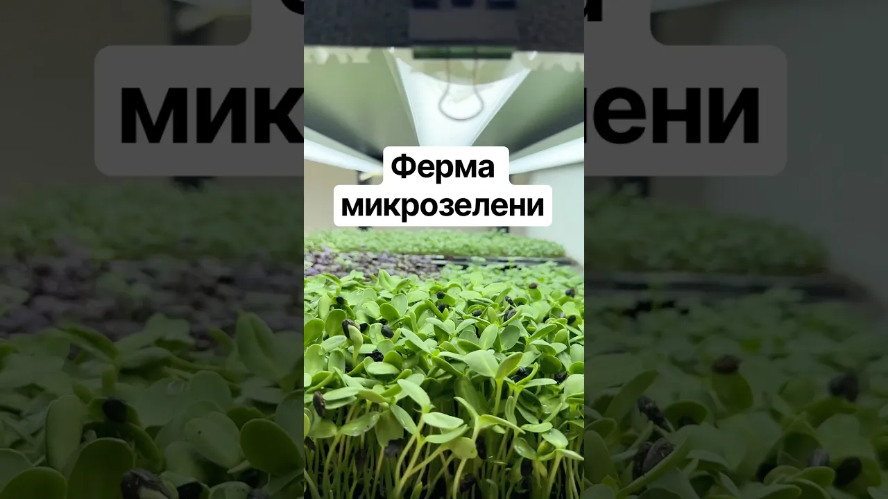 Ферма Микрозелени