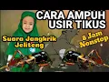 Download Lagu AMPUH--Suara Jangkrik Jeliteng Pengusir Tikus, 8 Jam Nonstop