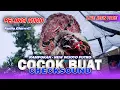 Download Lagu RAINBOW AUDIO | Barongan Jaranan Dance NEW WIJOYO PUTRO Live jetis Pace 2024