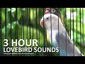 Download Lagu Lovebird Chirping Sounds 3 Hours - Green Black Masked \u0026 Pastel Violet