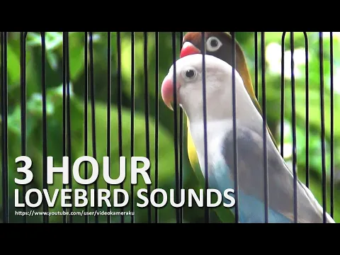 Download MP3 Lovebird Chirping Sounds 3 Hours - Green Black Masked & Pastel Violet