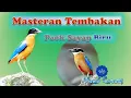 Masteran Tembakan Burung Paok Sayap Biru | #kicaumania #kicau  #burungkicau