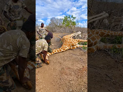 They had to shoot her to save her 🙏🦒