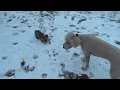 Corgi puppy vs Goldendoodle snow day Tristan vs Fabio secrets revealed