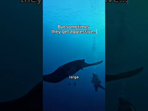 The Scariest Animal In The Ocean…😨🙏