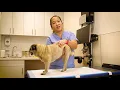 How to do Bladder Expressions on Your Pet
