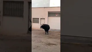 مصارعة الثيران اسبانيا قمة الروعة والمجازفة 