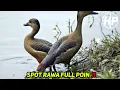 Download Lagu Berburu belibis spot rawa dan sungai belakang rumah (FULL AUTO POIN)