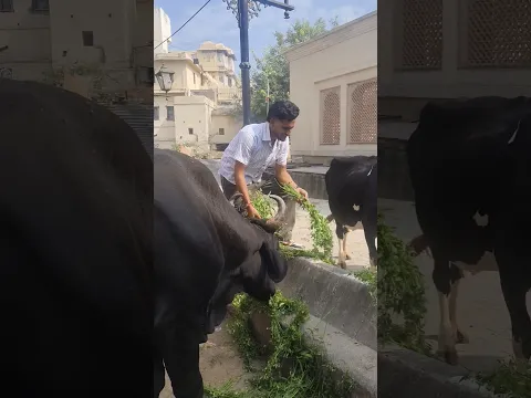 नाथवाड़ा राजस्थान श्री नाथ जी मंदिर गाय 🐄 ने घास खिला दो 😊 #AdarshShukla #help #new