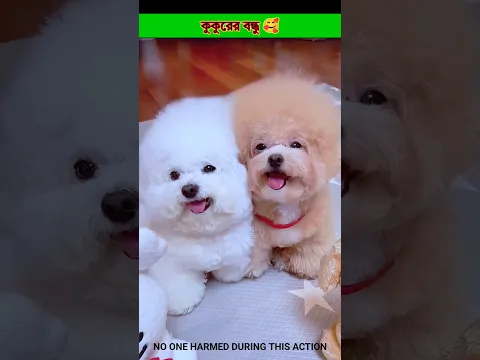 dog friend 😳