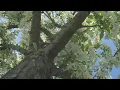 Allergy season is here What to know about allergens in Colorado