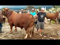 Download Lagu WOW❗️LIMOUSIN RAKSASA JADI INCARAN PARA JURAGAN PASAR SAPI PLAOSAN MAGETAN