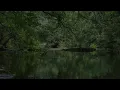 GENTLE RIVER SOUNDS WITH CHIRPING BIRDS, RELAXING SOUNDS OF NATURE, ASMR, STRESS RELIEF, SLEEP