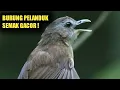 Download Lagu burung pelanduk semak gacor tarampuh untuk pancingan pelanduk semak ombyokan