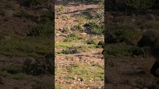 Chacma Baboons Mating 