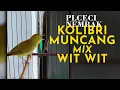 Download Lagu PLECI NEMBAK KOLIBRI MUNCANG MIX WIT WIT