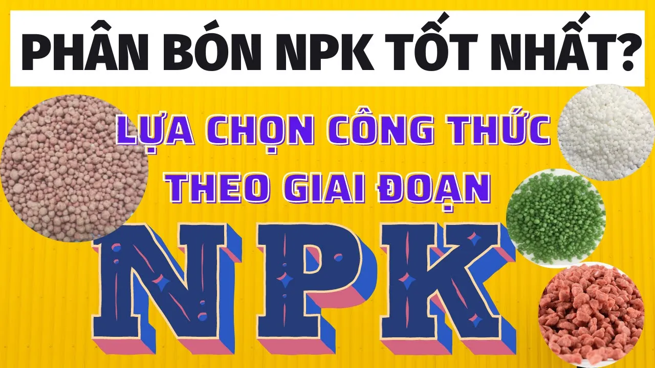 Phân bón NPK tốt nhất | Cách chọn công thức NPK theo giai đoạn | 4 nhóm công thức cần phải nhớ